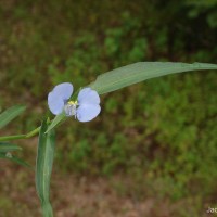 Commelina ensifolia R.Br.